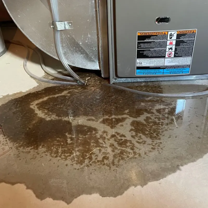 Pipe Burst and Leak Restoration in Wild Peach Village, TX